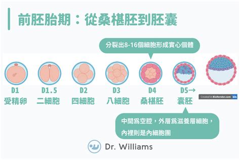 胚胎發育順序|胚胎發育、胚胎分級小教室！醫教你怎麼看胚胎健康程。